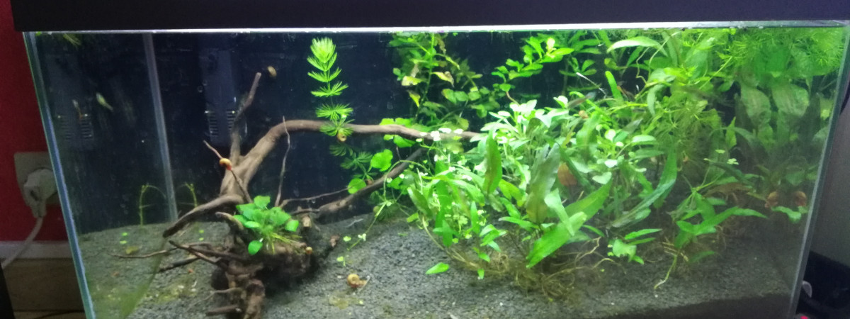 aquarium 50 L