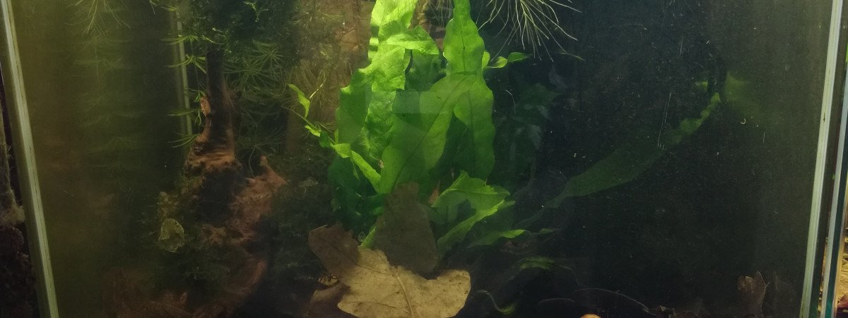 aquarium 14 L  Yellow Néon