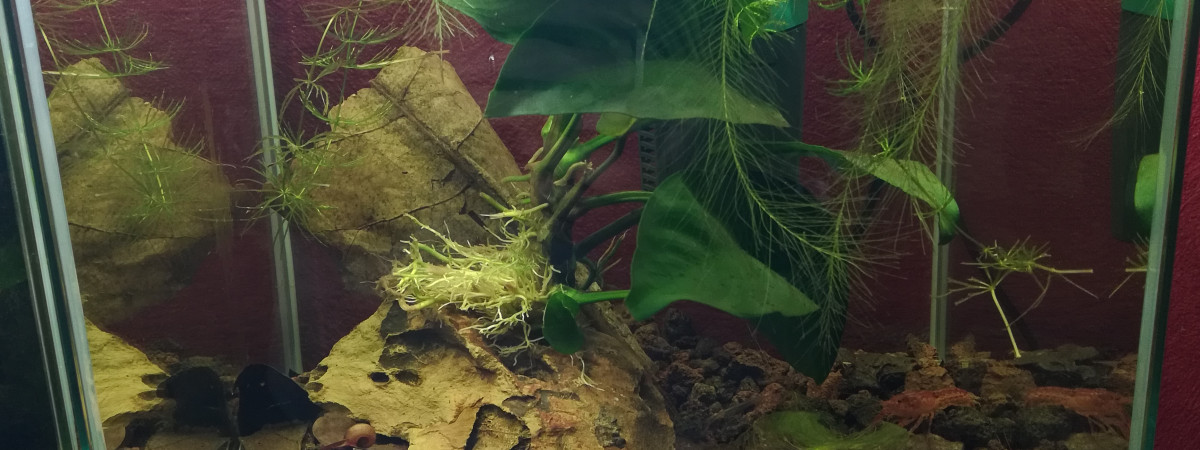aquarium 14 L Red Cherry