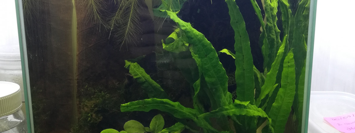 aquarium 18 L White Pearl