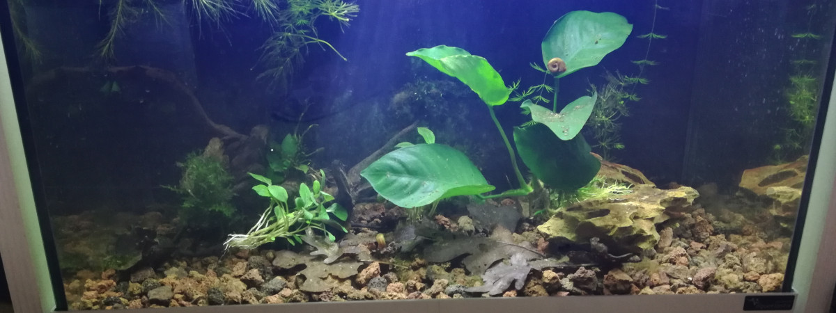 aquarium 30L Green Jade