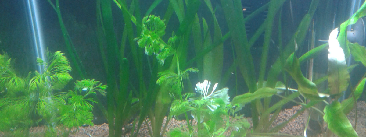 aquarium 30 L dennerle
