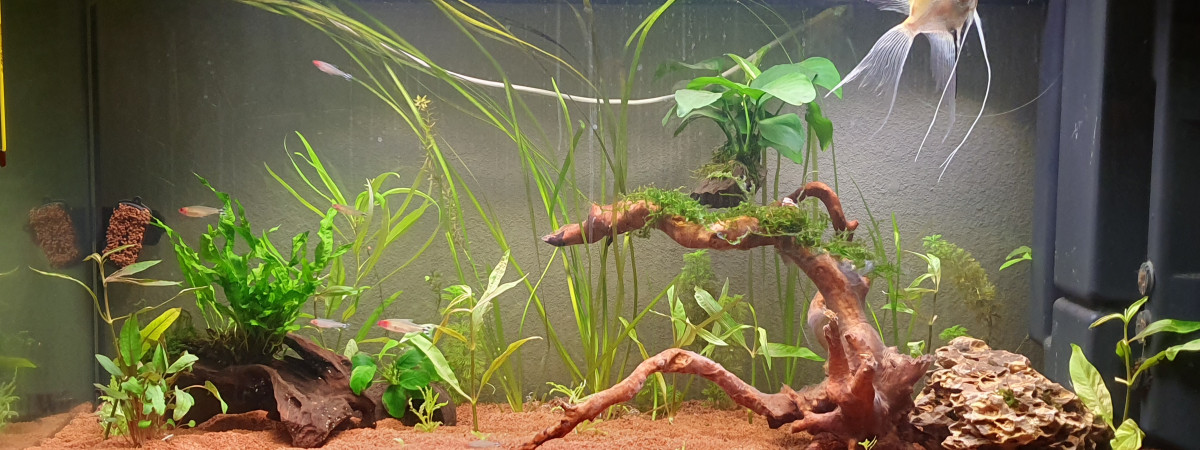 aquarium Seb