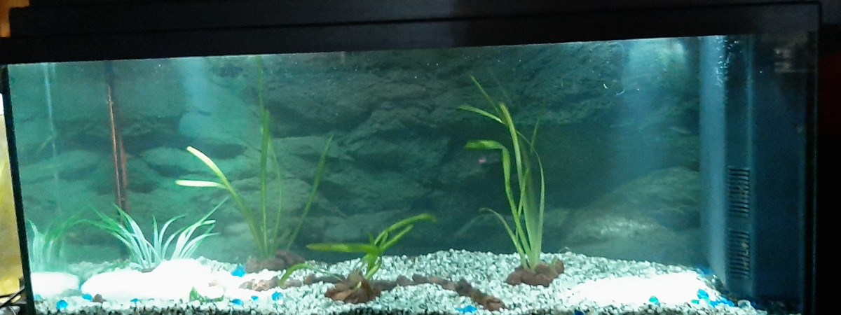aquarium Normal