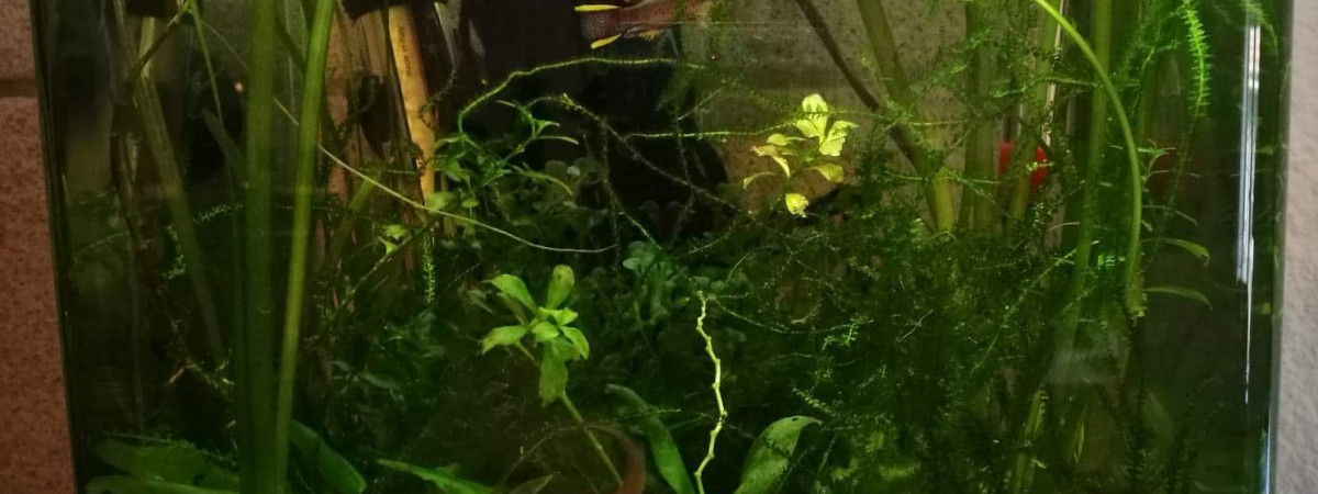 aquarium Killi fp nigerianus innidere