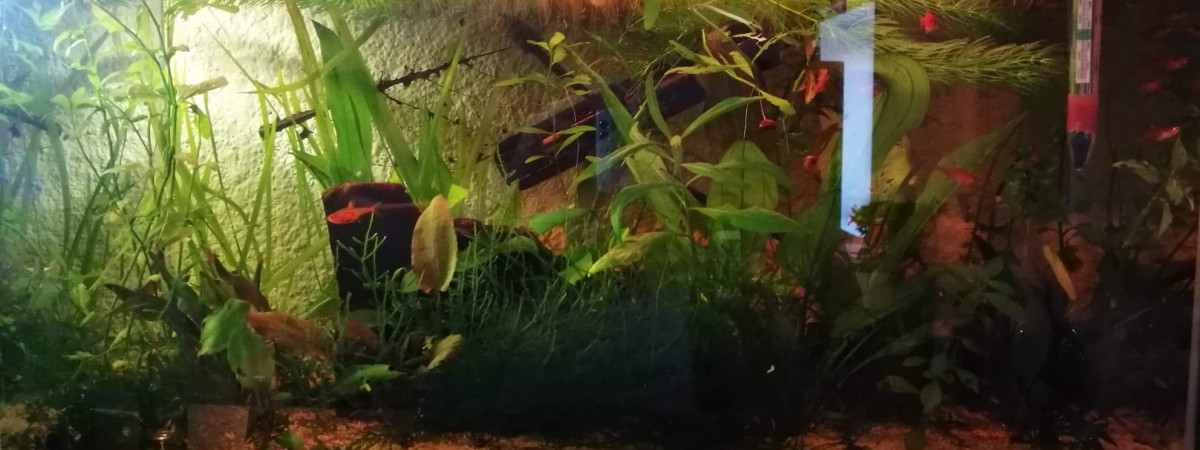 aquarium Mélange