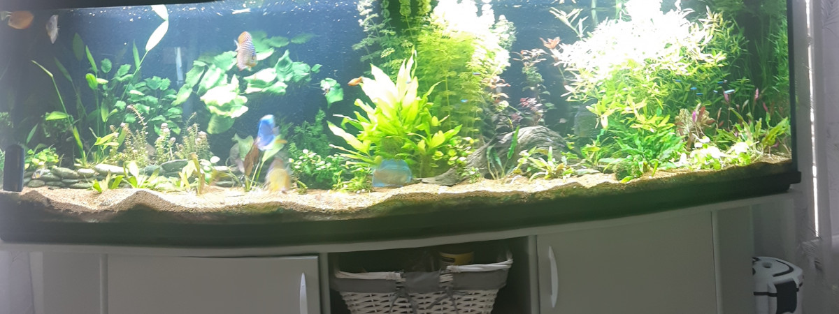 aquarium Discus