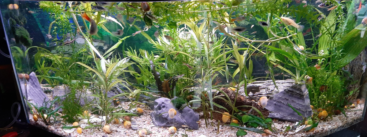 aquarium Visio 80 litre