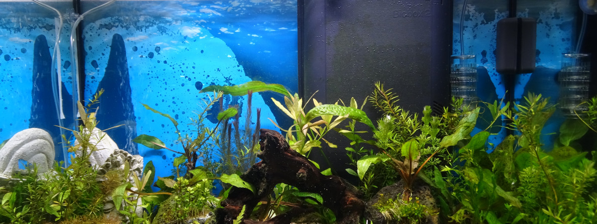 aquarium Asiatique