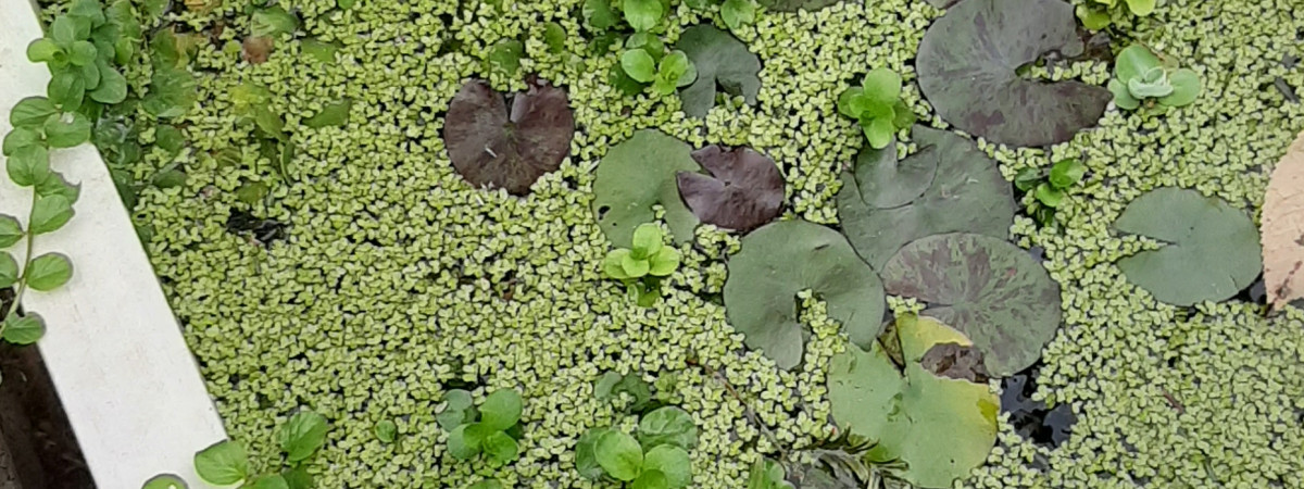aquarium Jardinière convertie en poubellarium