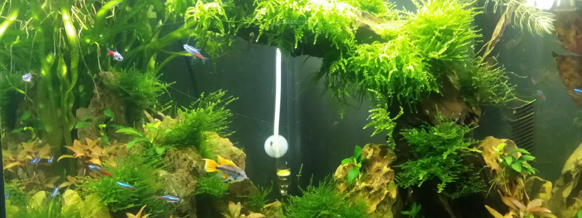 aquarium Salon Aquascape