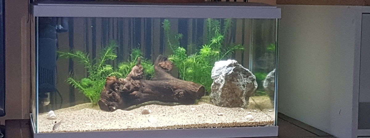 aquarium Aqua1