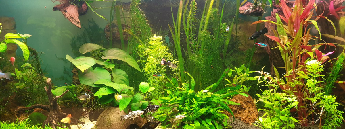 aquarium MollyLand