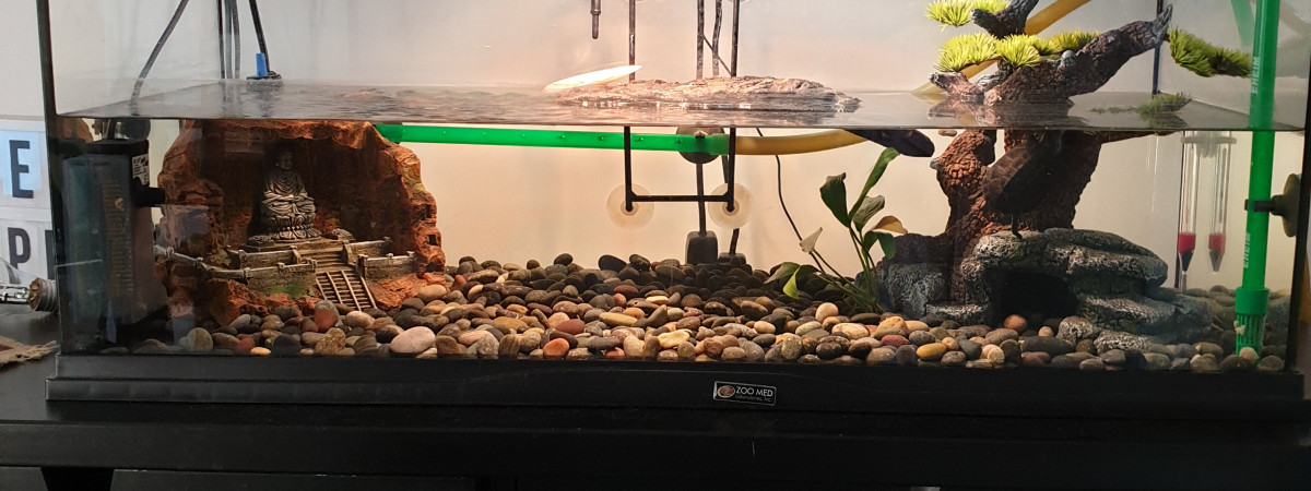 aquarium Yoda