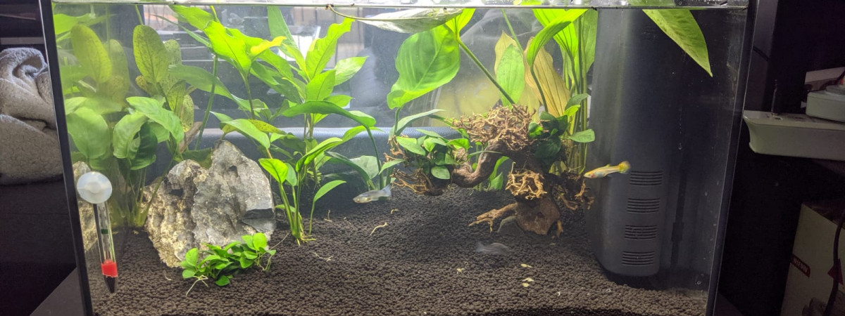 aquarium Guppy et company