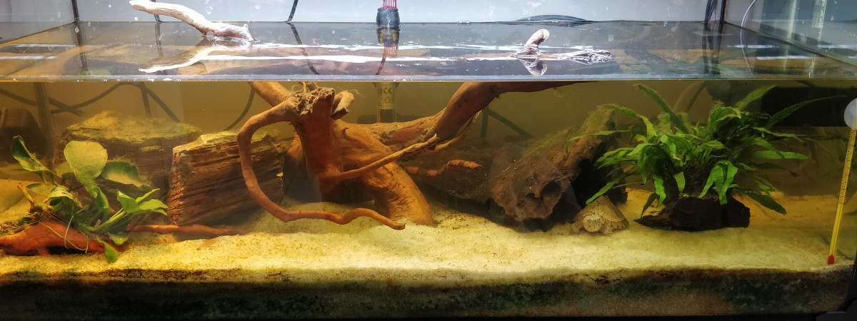 aquarium Tortue