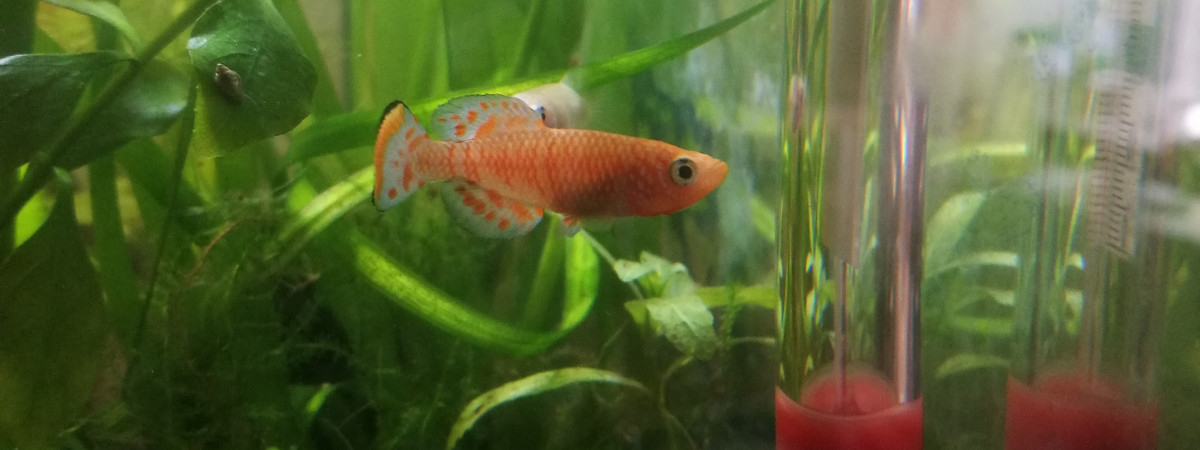 aquarium Nothobranchius Rachovii