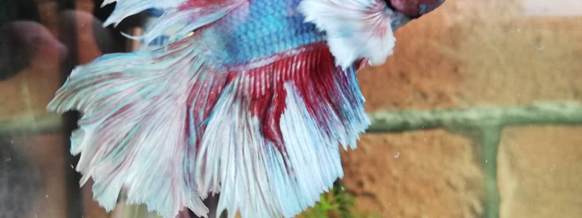 aquarium 25l  Niji