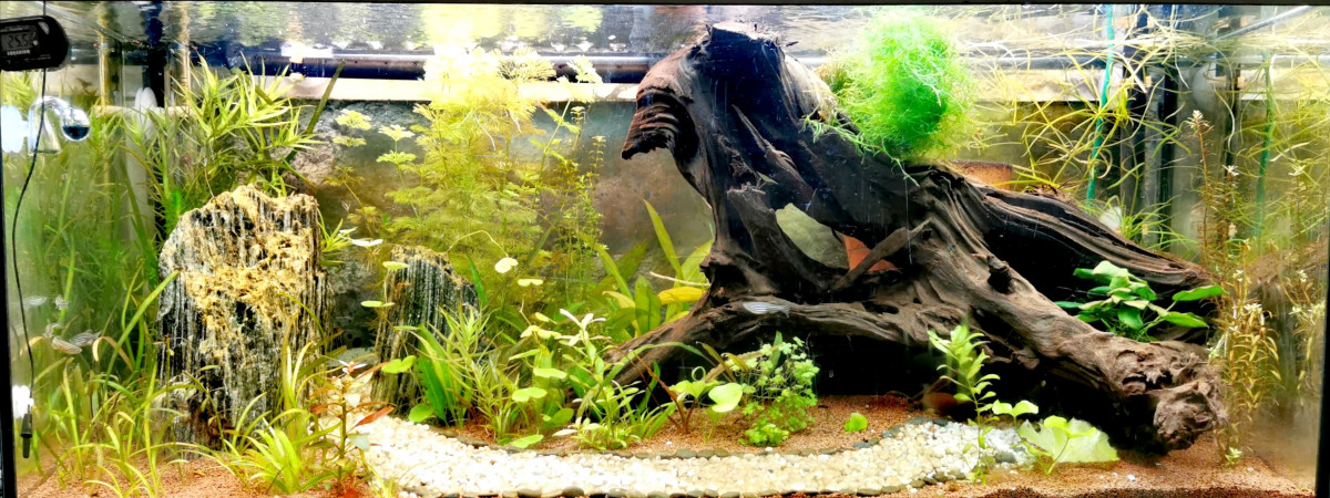 aquarium Little Canyon