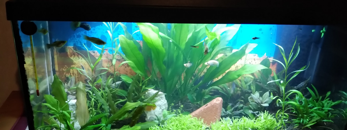 aquarium Principal 120L