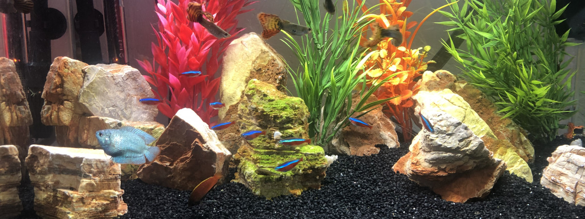 aquarium Aquarium 60L