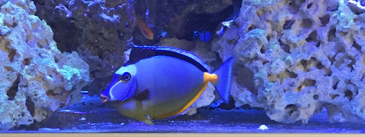 aquarium Fish only