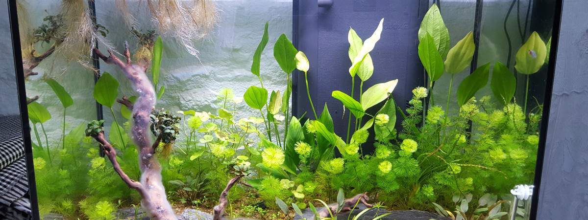 aquarium Aquarium pour Tanichthys albonubes et autres  asiatiques