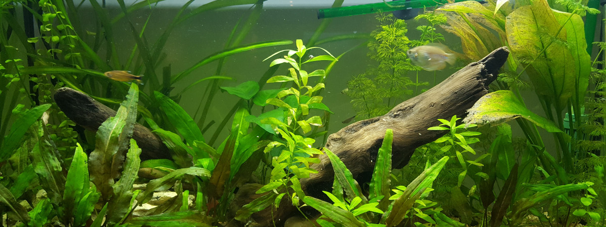 aquarium Premier bac - plus en eau depuis début 2021