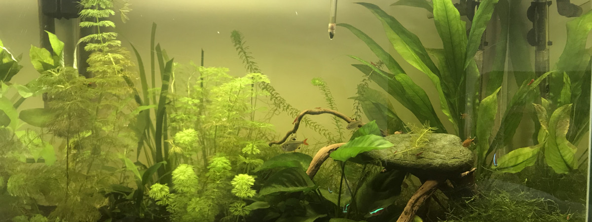 aquarium Bac communautaire 150L