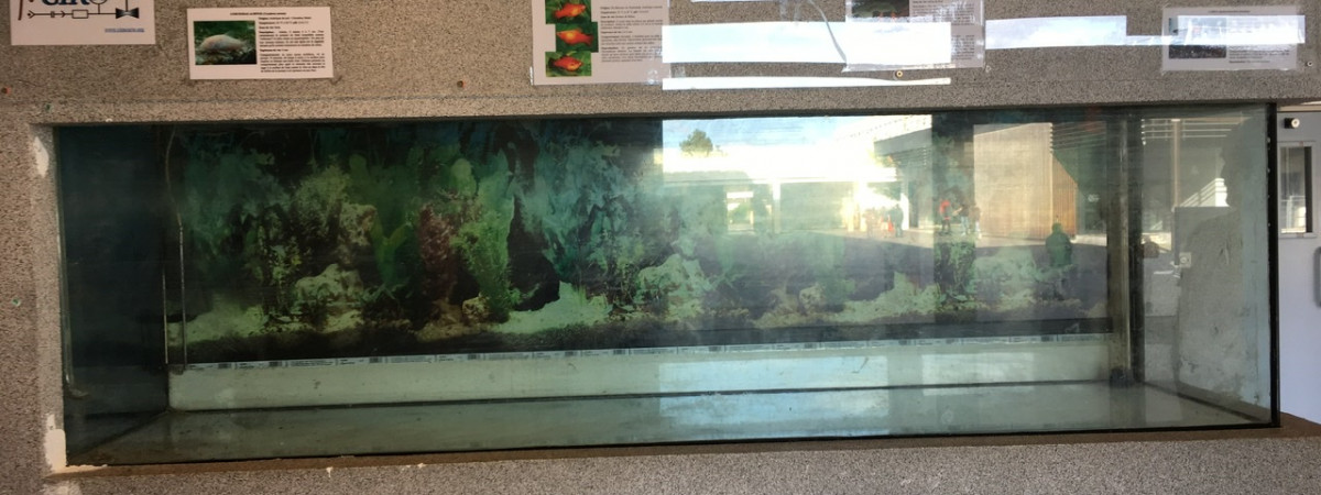aquarium Aquarium du lycée