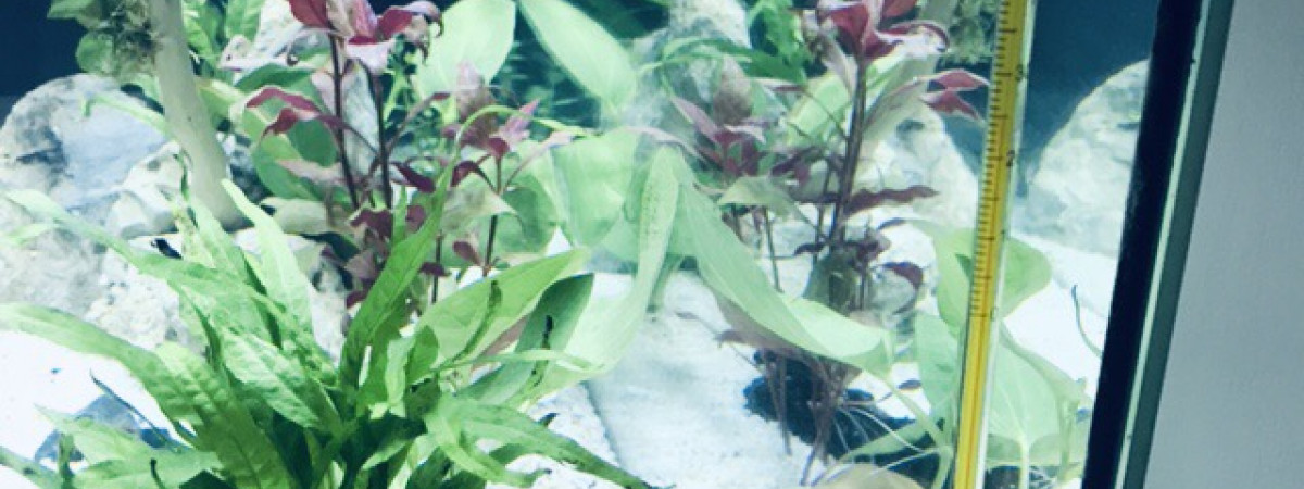 aquarium 120 L