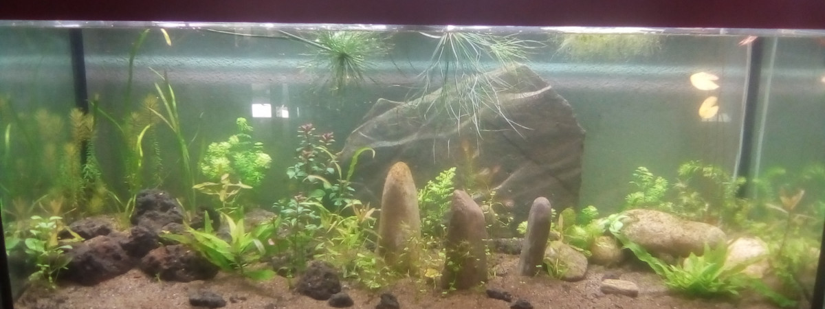 aquarium 240L lowtech