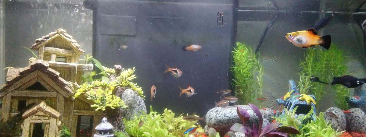 aquarium Mon premier