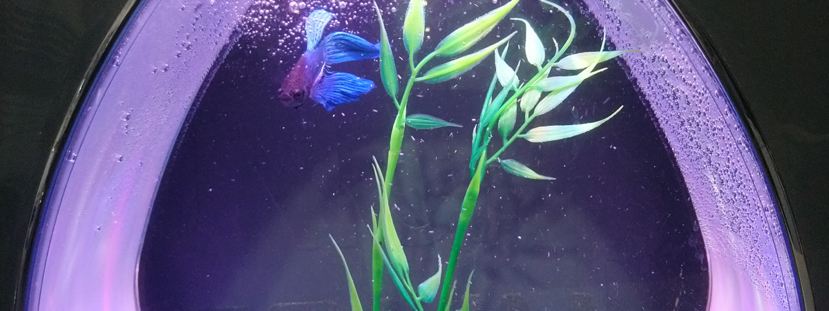 aquarium Mon combatant