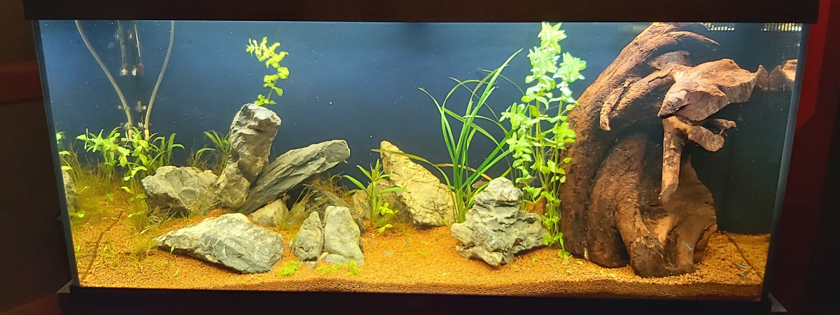 aquarium First