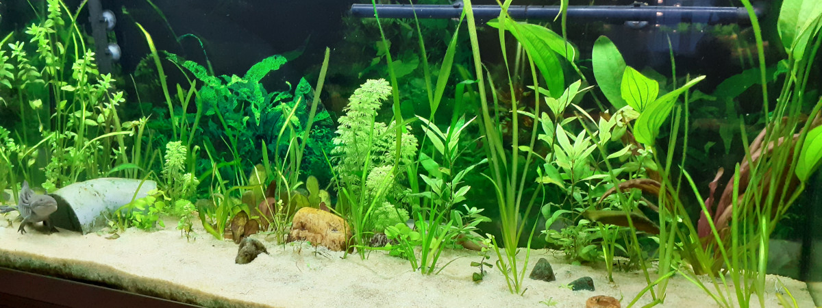 aquarium Axolotls
