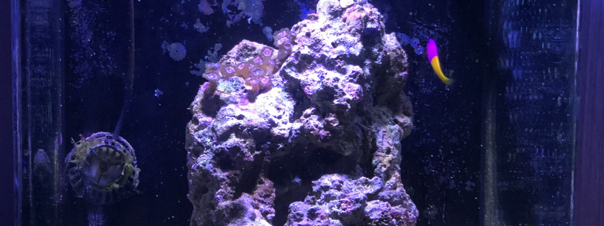 aquarium Bout de récif