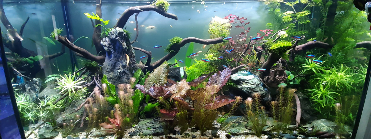 aquarium aquatlantis fusion 100