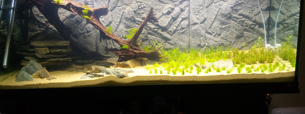 aquarium Arno