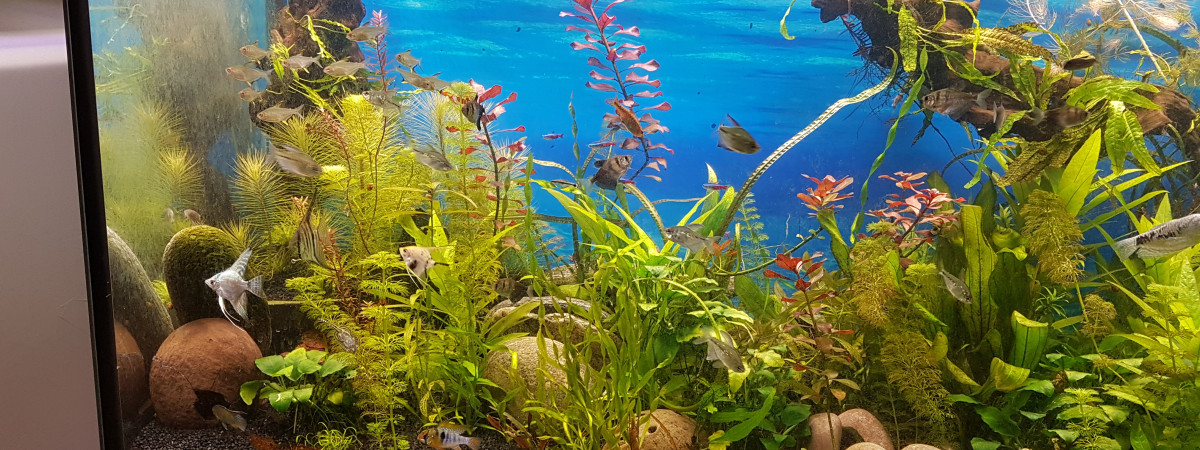 aquarium 450l