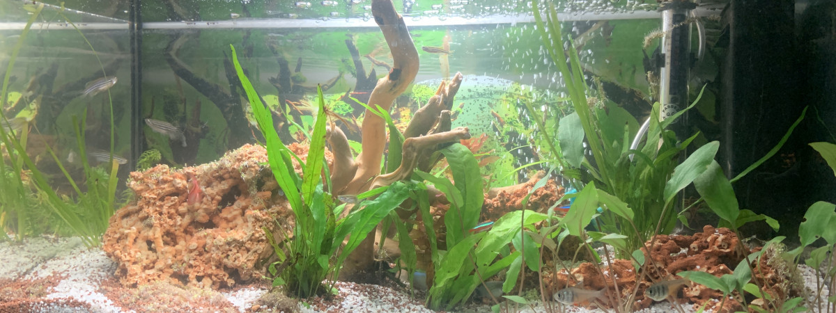 aquarium Premier aqua