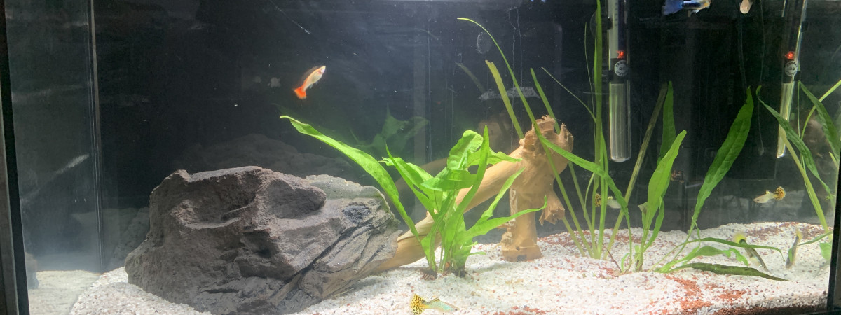 aquarium Aquarium guppys