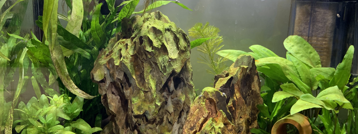 aquarium Petit 25L