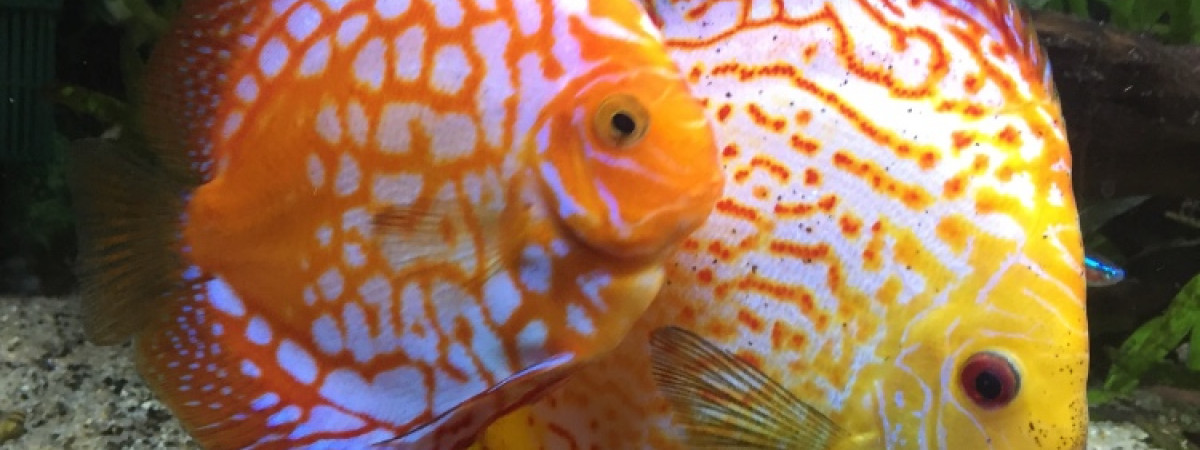 aquarium Ronchy
