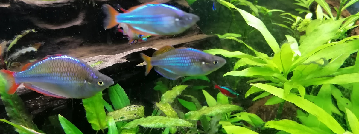 aquarium Amazonien
