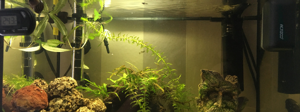 aquarium petit aquarium 40L neursery ou hopital