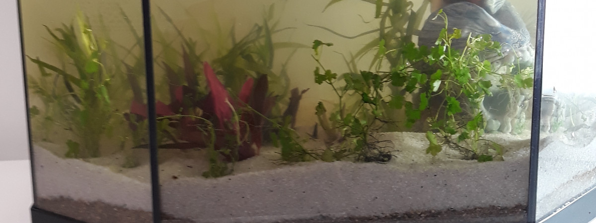 aquarium Low tech