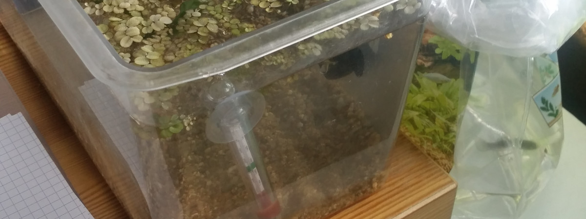 aquarium Bac hopital