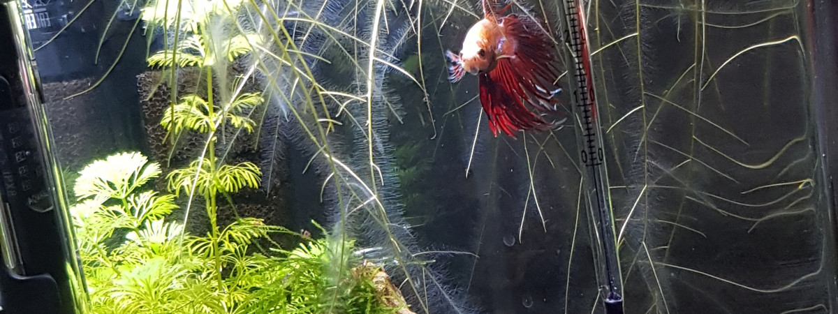 aquarium nano