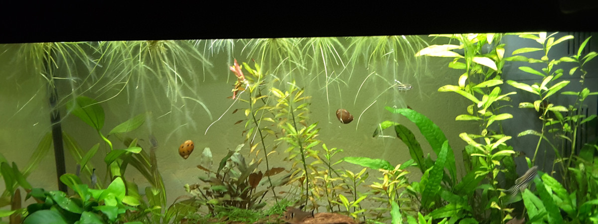 aquarium paradis